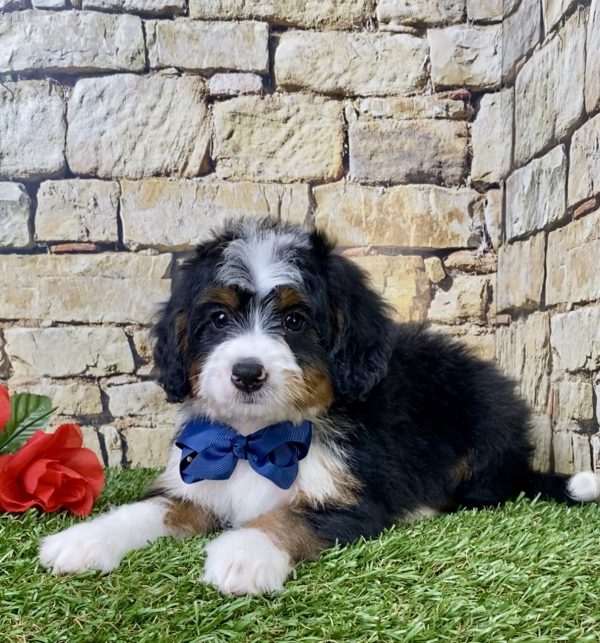 Mr. Gabe the Mini-Bernedoodle - Image 6