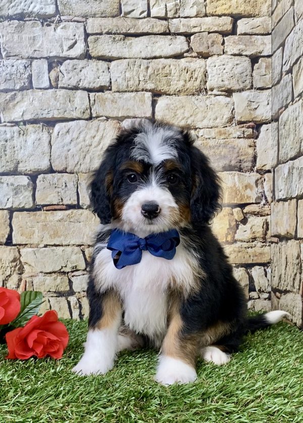 Mr. Gabe the Mini-Bernedoodle puppy