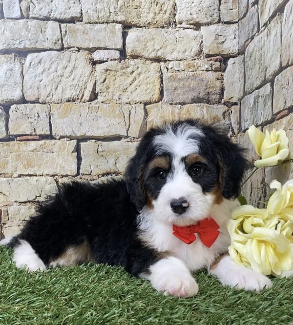 Mr. Gizmo the Mini-Bernedoodle - Image 2
