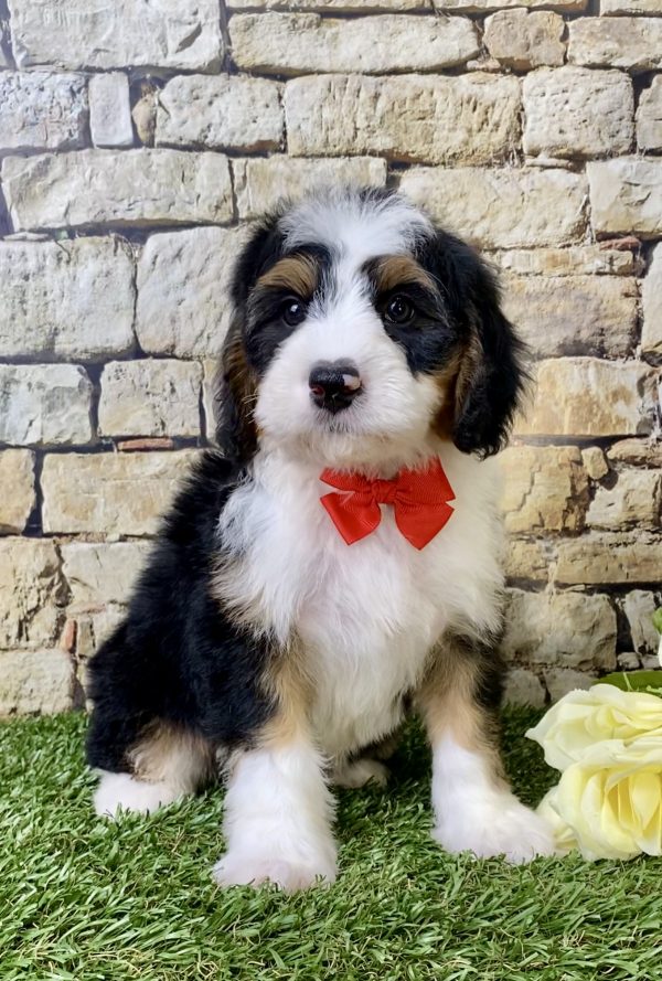 Mr. Gizmo the Mini-Bernedoodle - Image 3