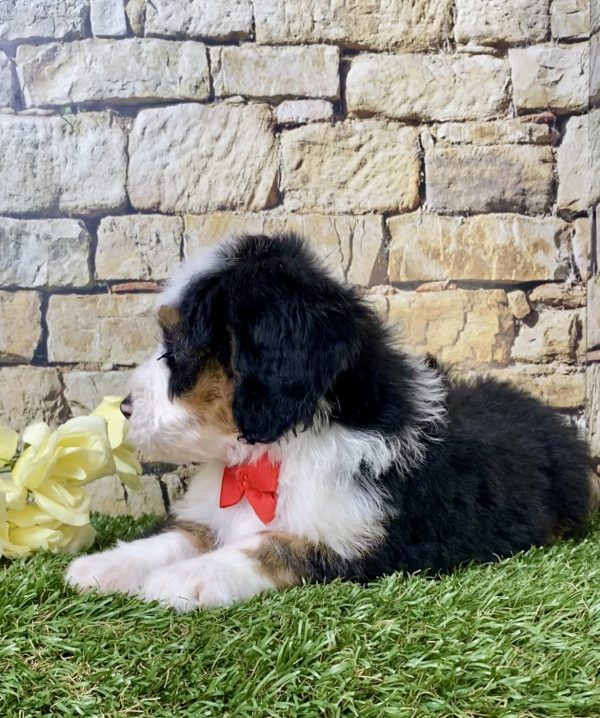 Mr. Gizmo the Mini-Bernedoodle - Image 4
