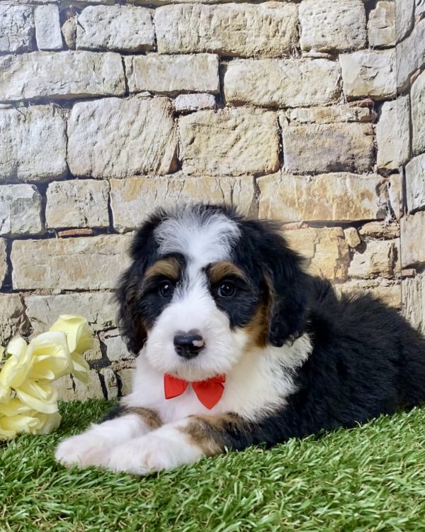 Mr. Gizmo the Mini-Bernedoodle - Image 5