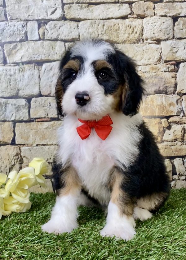 Mr. Gizmo the Mini-Bernedoodle - Image 6