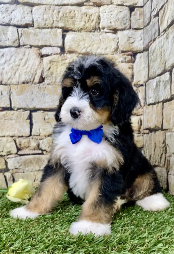 Mr. Gusto the Mini-Bernedoodle - Image 3