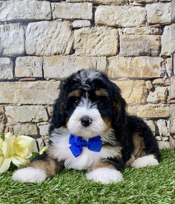 Mr. Gusto the Mini-Bernedoodle - Image 4