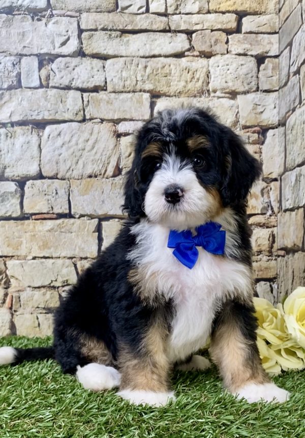 Mr. Gusto the Mini-Bernedoodle puppy