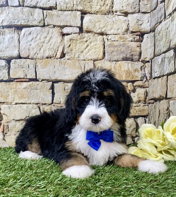 Mr. Gusto the Mini-Bernedoodle - Image 5