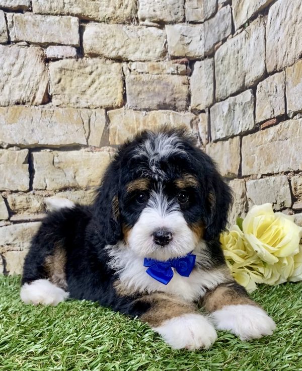 Mr. Gusto the Mini-Bernedoodle - Image 6