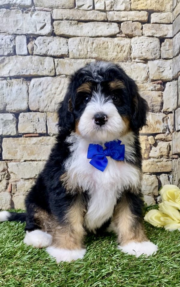 Mr. Gusto the Mini-Bernedoodle - Image 7