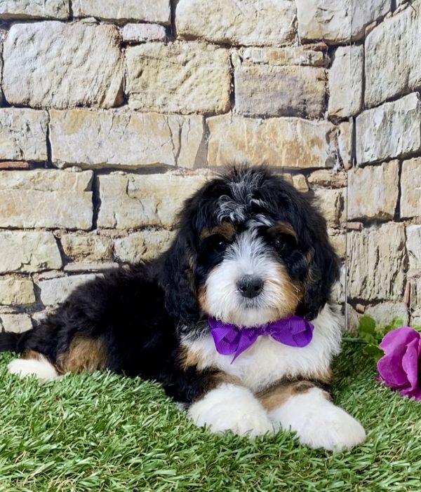 Ms. Hannah the Mini-Bernedoodle - Image 2