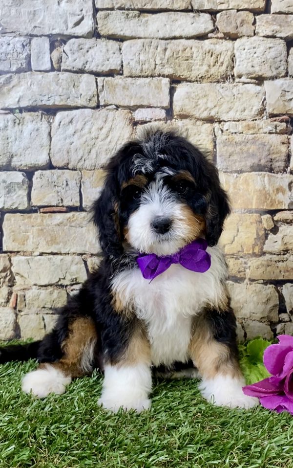 Ms. Hannah the Mini-Bernedoodle - Image 3