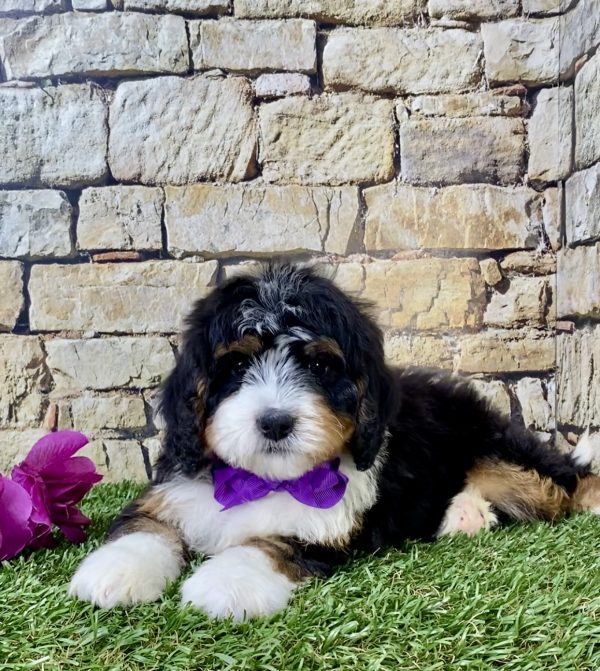 Ms. Hannah the Mini-Bernedoodle - Image 4