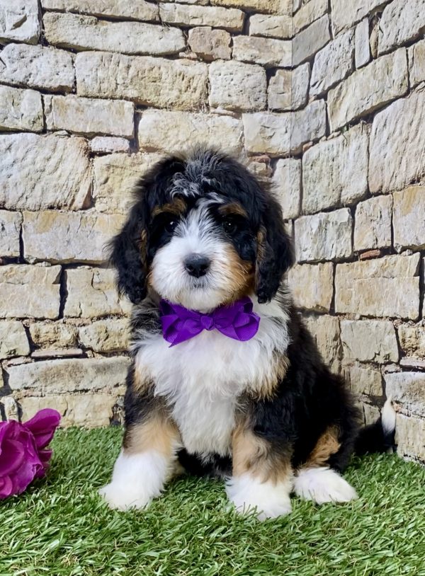 Ms. Hannah the Mini-Bernedoodle puppy