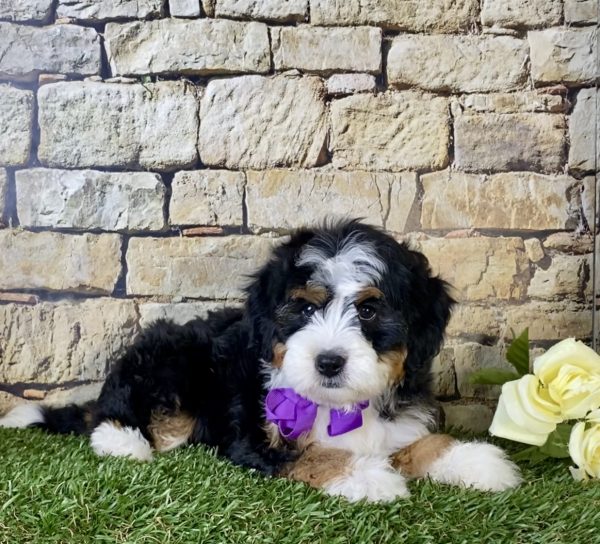 Ms. Lexi The Mini-Bernedoodle - Image 2