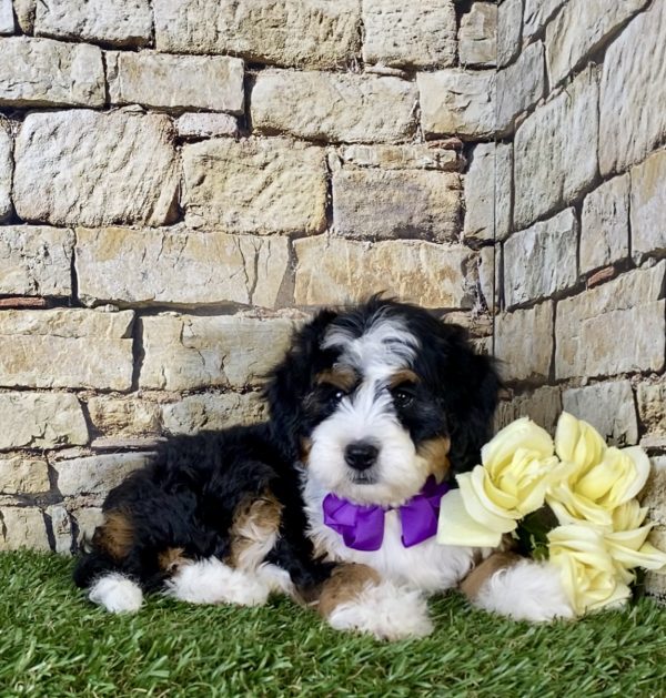 Ms. Lexi The Mini-Bernedoodle - Image 3