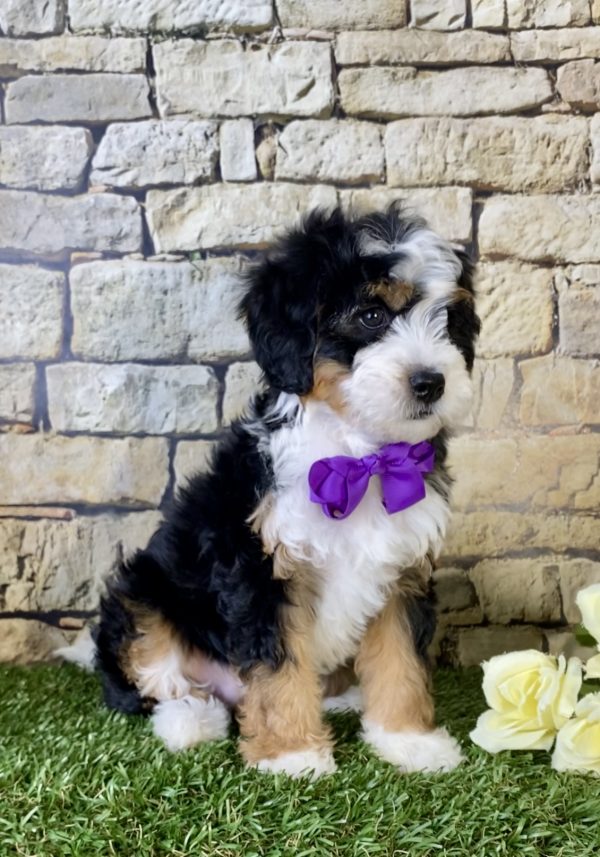 Ms. Lexi The Mini-Bernedoodle - Image 4