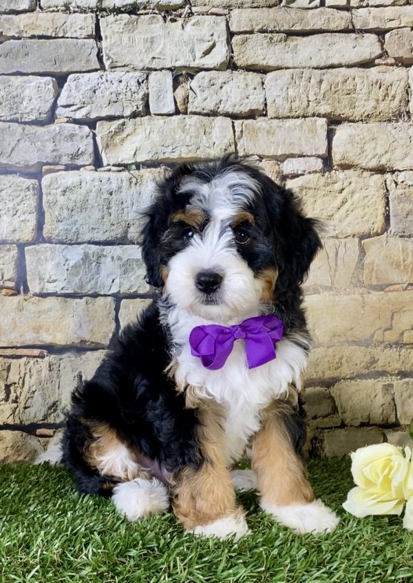 Ms. Lexi The Mini-Bernedoodle - Image 5