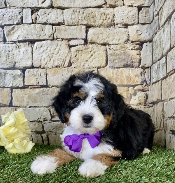 Ms. Lexi The Mini-Bernedoodle - Image 6