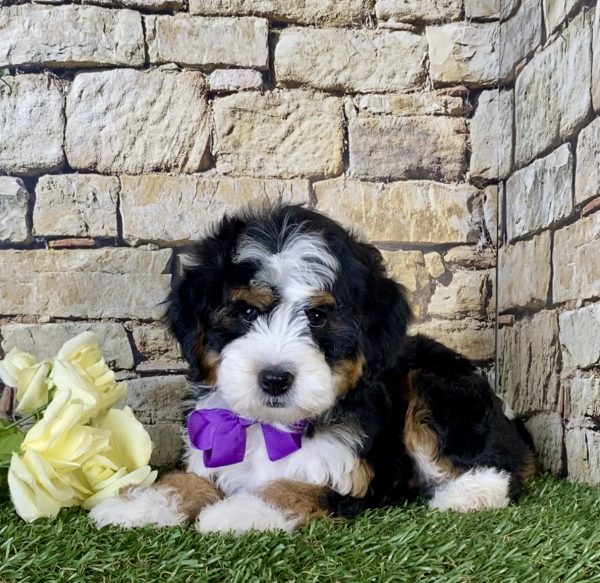 Ms. Lexi The Mini-Bernedoodle - Image 7