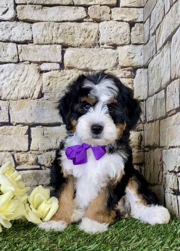Ms. Lexi The Mini-Bernedoodle puppy