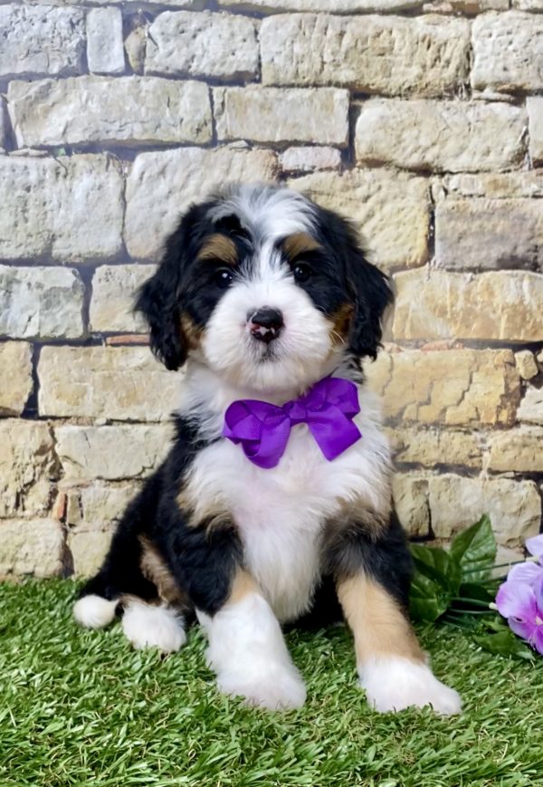 Ms. Grace the Mini-Bernedoodle - Image 2