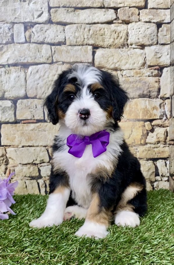 Ms. Grace the Mini-Bernedoodle puppy