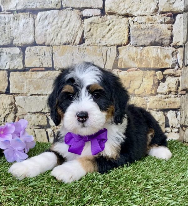 Ms. Grace the Mini-Bernedoodle - Image 3