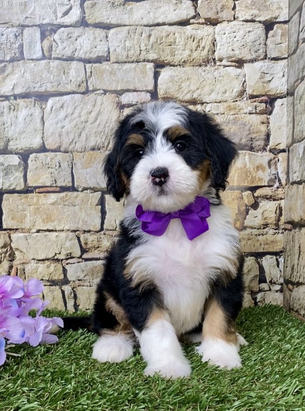 Ms. Grace the Mini-Bernedoodle - Image 4