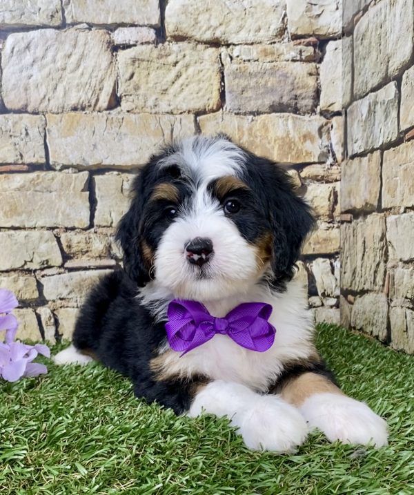 Ms. Grace the Mini-Bernedoodle - Image 5