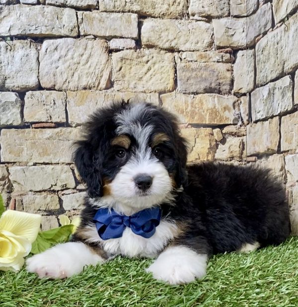 Mr. Hudson the Mini-Bernedoodle - Image 2