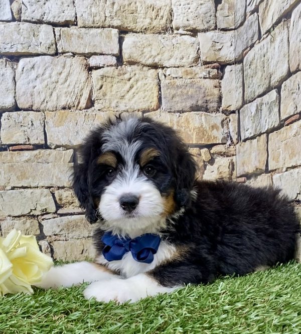 Mr. Hudson the Mini-Bernedoodle - Image 3