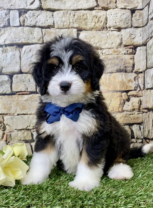 Mr. Hudson the Mini-Bernedoodle puppy
