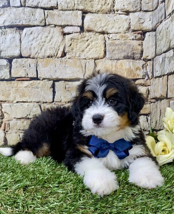 Mr. Hudson the Mini-Bernedoodle - Image 4