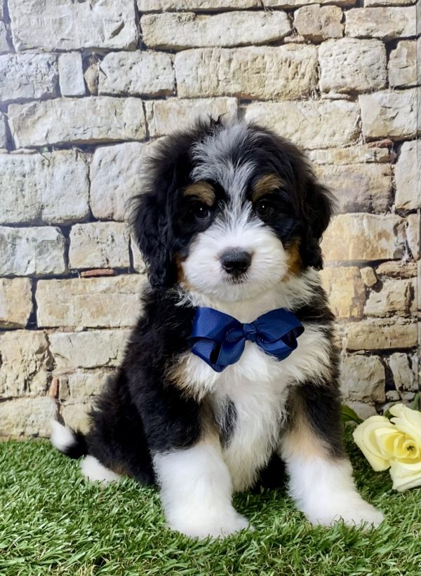 Mr. Hudson the Mini-Bernedoodle - Image 5