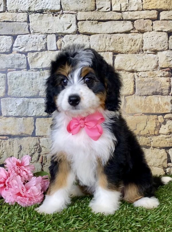 Ms. Lily The Mini-Bernedoodle - Image 2