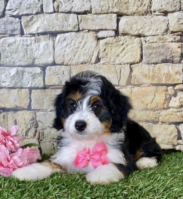 Ms. Lily The Mini-Bernedoodle - Image 3
