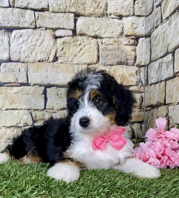 Ms. Lily The Mini-Bernedoodle - Image 4