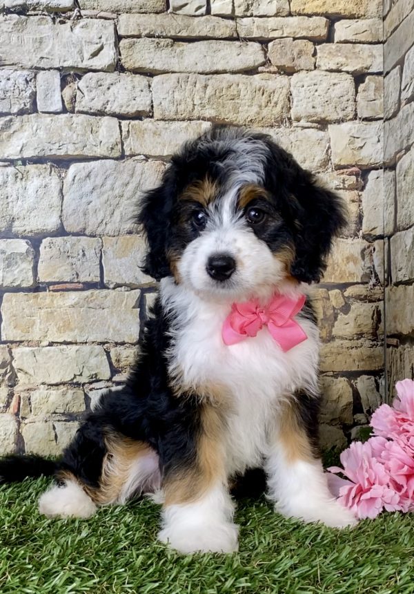 Ms. Lily The Mini-Bernedoodle puppy