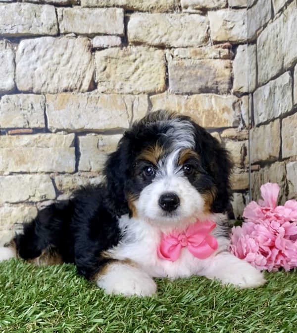 Ms. Lily The Mini-Bernedoodle - Image 5