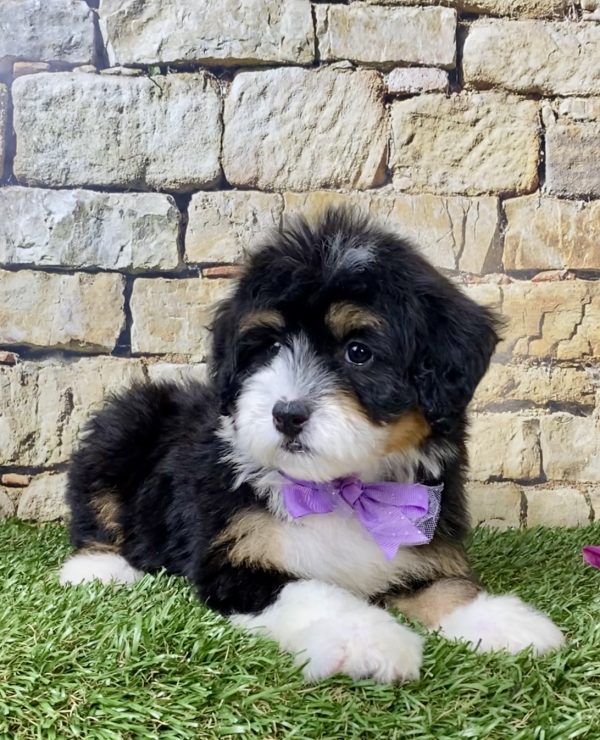Ms. Haven the Mini-Bernedoodle - Image 2