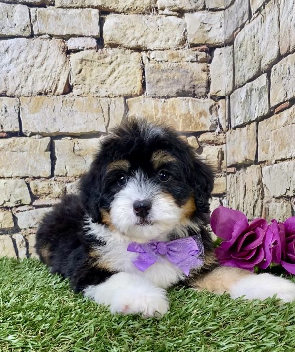 Ms. Haven the Mini-Bernedoodle - Image 3
