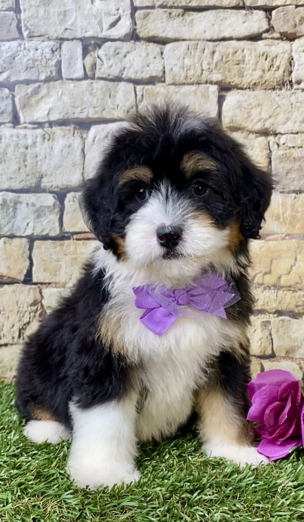 Ms. Haven the Mini-Bernedoodle puppy