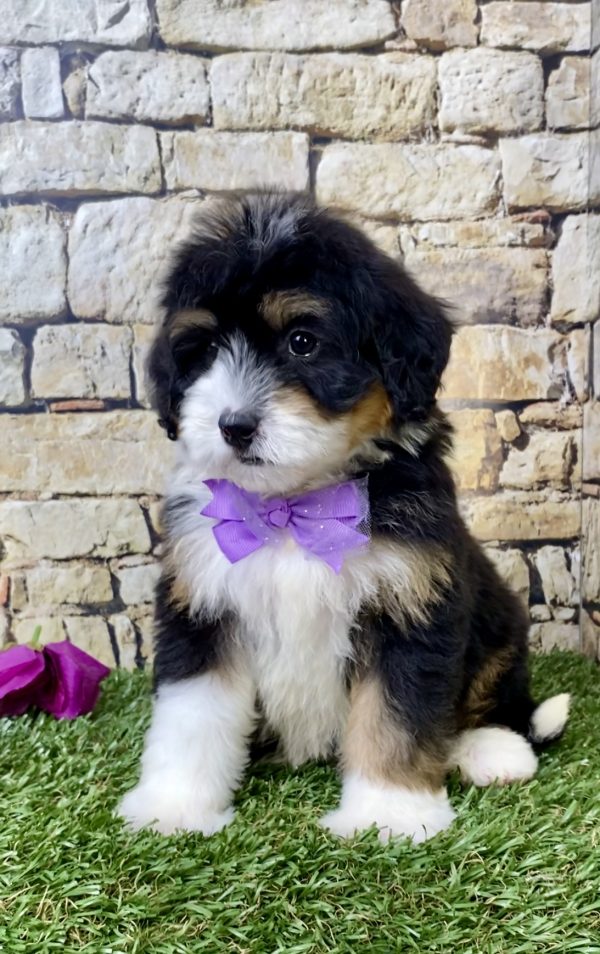 Ms. Haven the Mini-Bernedoodle - Image 4