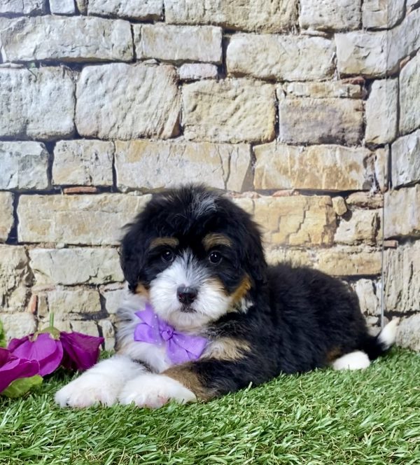 Ms. Haven the Mini-Bernedoodle - Image 5