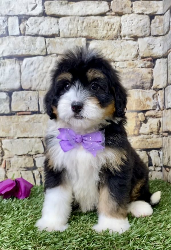 Ms. Haven the Mini-Bernedoodle - Image 6