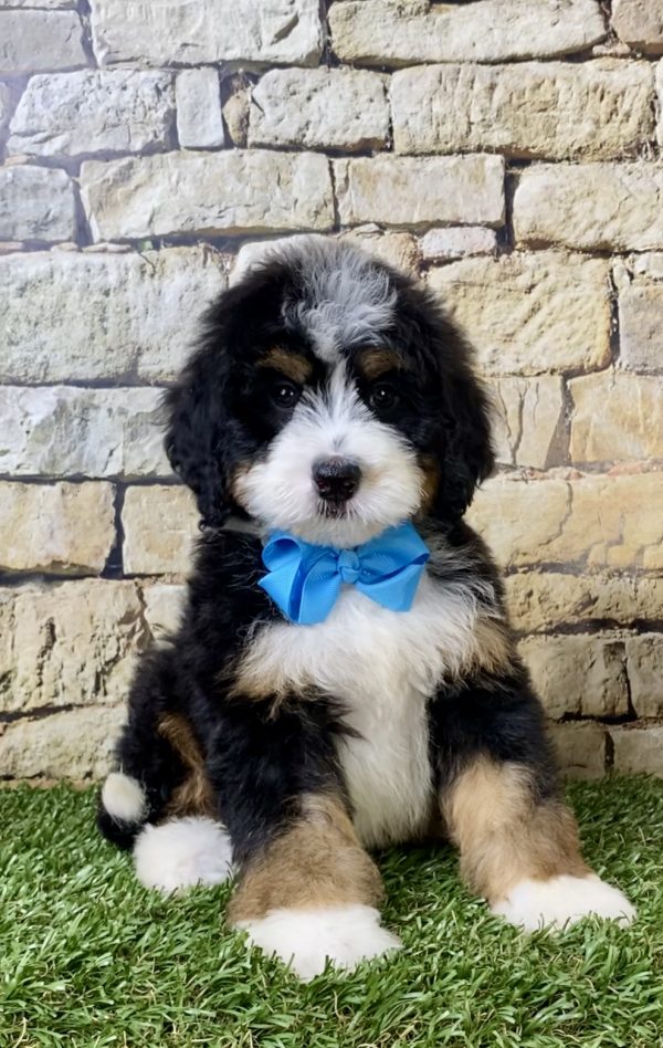 Mr. Hunter the Mini-Bernedoodle puppy