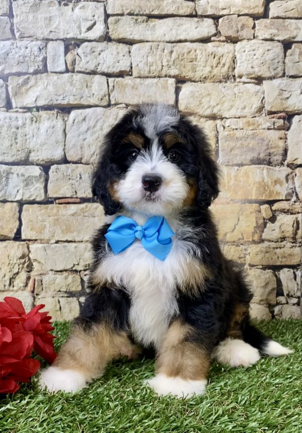 Mr. Hunter the Mini-Bernedoodle - Image 3