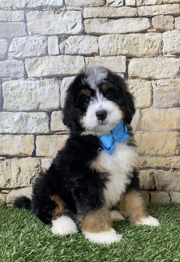 Mr. Hunter the Mini-Bernedoodle - Image 4