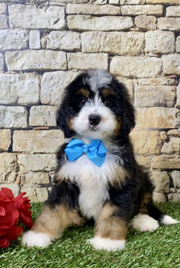 Mr. Hunter the Mini-Bernedoodle - Image 5