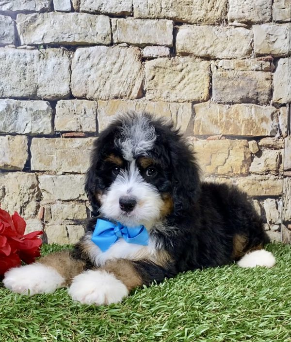 Mr. Hunter the Mini-Bernedoodle - Image 6